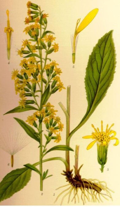 aus:Carl Axel Magnus Lindman "Bilder ur Nordens Flora"